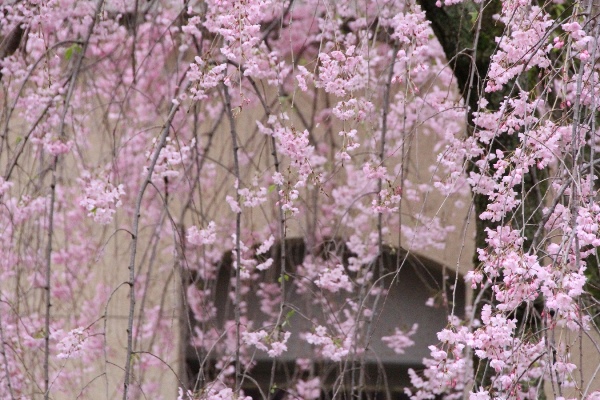 6496-15.4.7八重紅枝垂れ桜　右に幹　中央窓.jpg